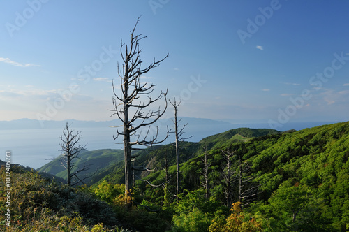 Withered trees in a green forest Environmental issues Aomori Japan / 緑の森に枯れる木々　環境問題  青森　日本 photo