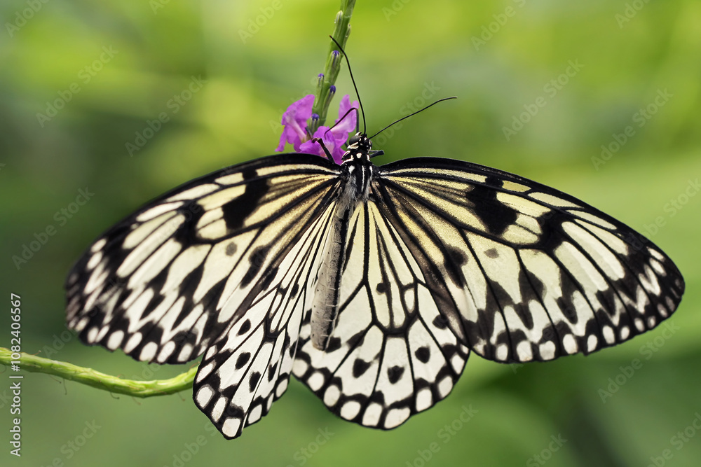 A paper kite butterfly (Idea leuconoe), drinking nectar on a purple flower. A paper kite butterfly (Idea leuconoe), drinking nectar on a purple flower.
