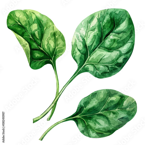 A watercolor painting of a set of spinach leaves, isolated on a white background. Spinach leaves vector.