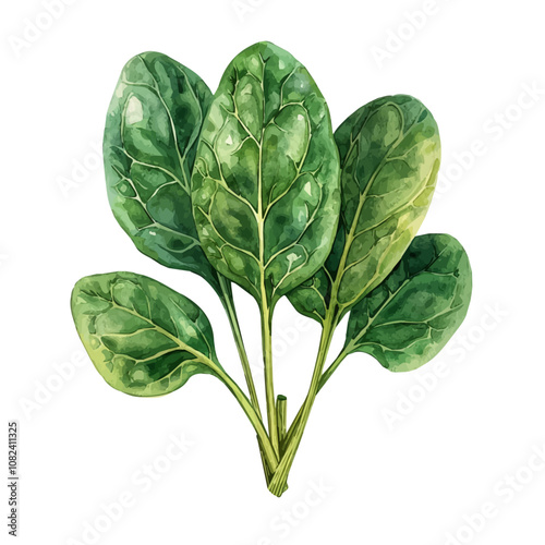 A watercolor vector of a set of spinach leaves, isolated on a white background. Spinach leaves vector.