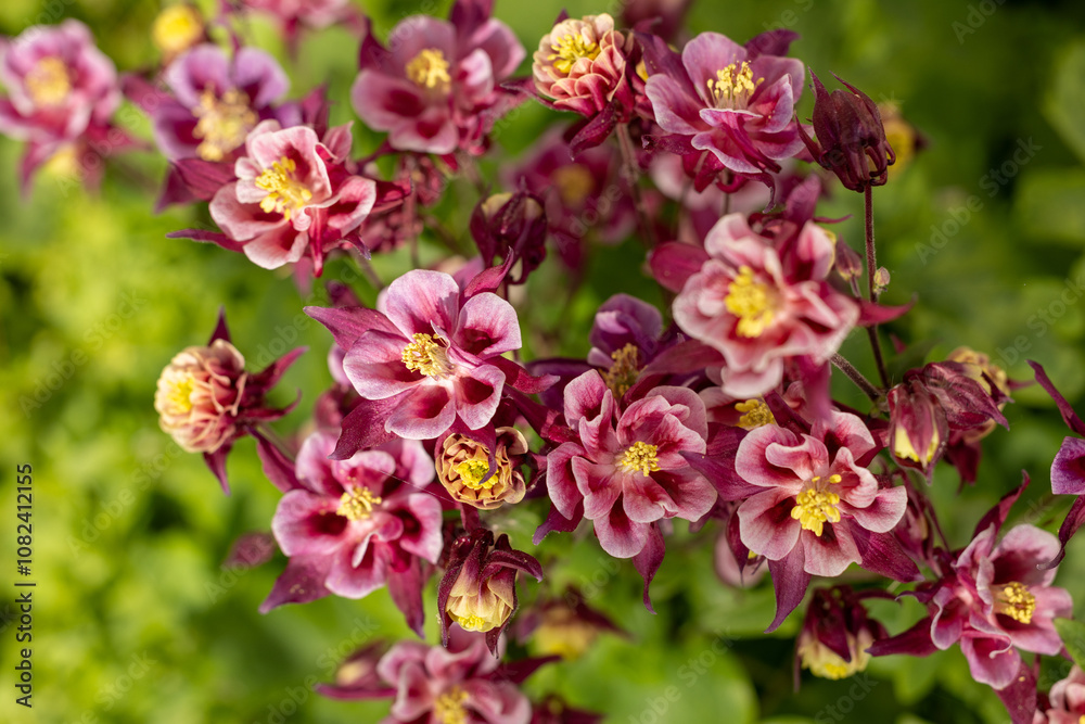 Pink and burgundy columbine flowers blooming in garden Pink and burgundy columbine flowers blooming in garden