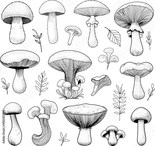 Set of mushrooms. Detailed line art illustration of various mushroom species. Collections botanical elements. 