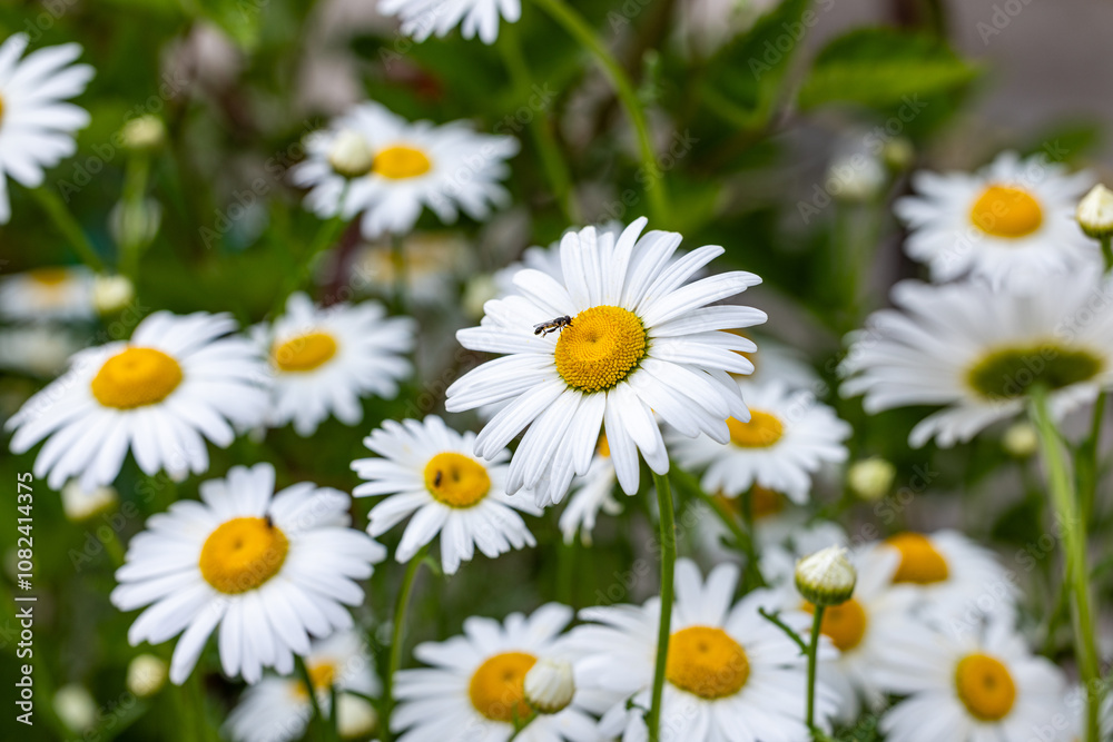 Hoverfly exploring a field of white daisies in bloom Hoverfly exploring a field of white daisies in bloom