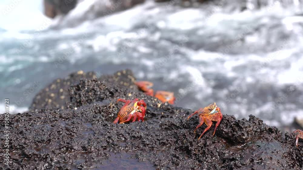 Sally lightfoot crab is making its way into a crevice on the galapagos islands as waves crash behind it Sally lightfoot crab is making its way into a crevice on the galapagos islands as waves crash behind it