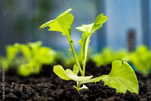 Close up of a sprout planted in the soil for planting. The stems of kale sprouts growing on the soil. Soil for cultivation is a contains nutrients for growth plant. photo