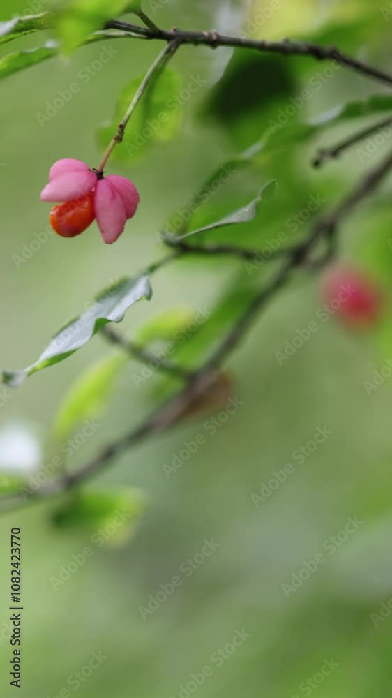 Common spindle (Euonymus europaeus) branch with a fruit. Copy space. Vertical video. Common spindle (Euonymus europaeus) branch with a fruit. Copy space. Vertical video.