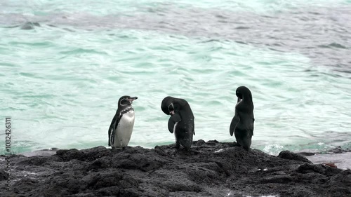 Galapagos penguins preening, grooming, and standing on a volcanic rock shore with the ocean in the background
