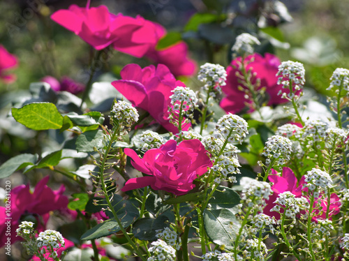 Pink roses in full bloom on green white floral background. Garden rose. Pink flower. Alpine rose. Natural green background. Soft bokeh. Pink petal. Macro floral. Garden aesthetic. Pink rosa pendulina. photo