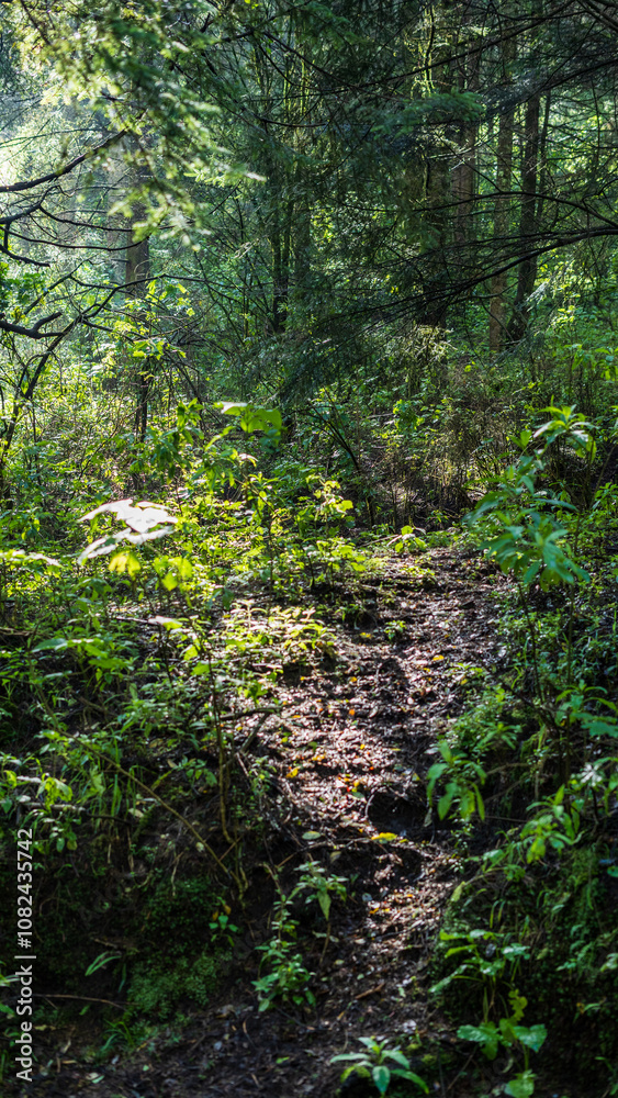 Forest Forest
