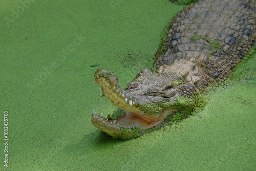 Closed up of an estuarine crocodile's mouth in a green pond.The saltwater crocodile is seen opening its mouth. The mouth is pointed and the teeth look sharp. Crocodile in the zoo photo