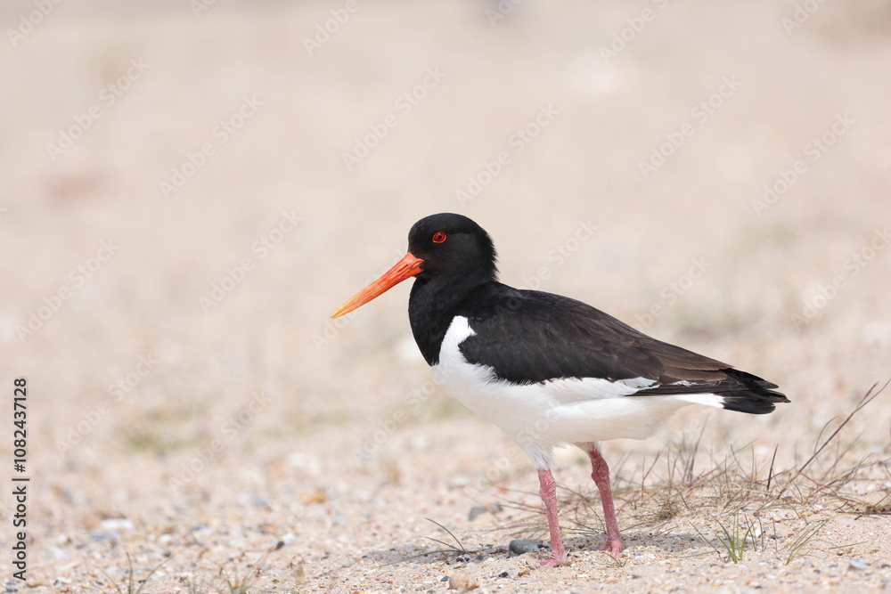 Eurasian oystercatcher Eurasian oystercatcher