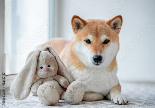 Cute red dog Shiba Inu is lying on the windowsill with his favorite toy rabbit and looks at the camera . Close-up.