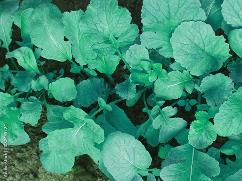 Green leaves of radish. Radish growing on seedbed in garden. Radish green leaf background. Natural green leaves texture. Self sustainability concept. Catch or forage crop. Green leaves cover. photo