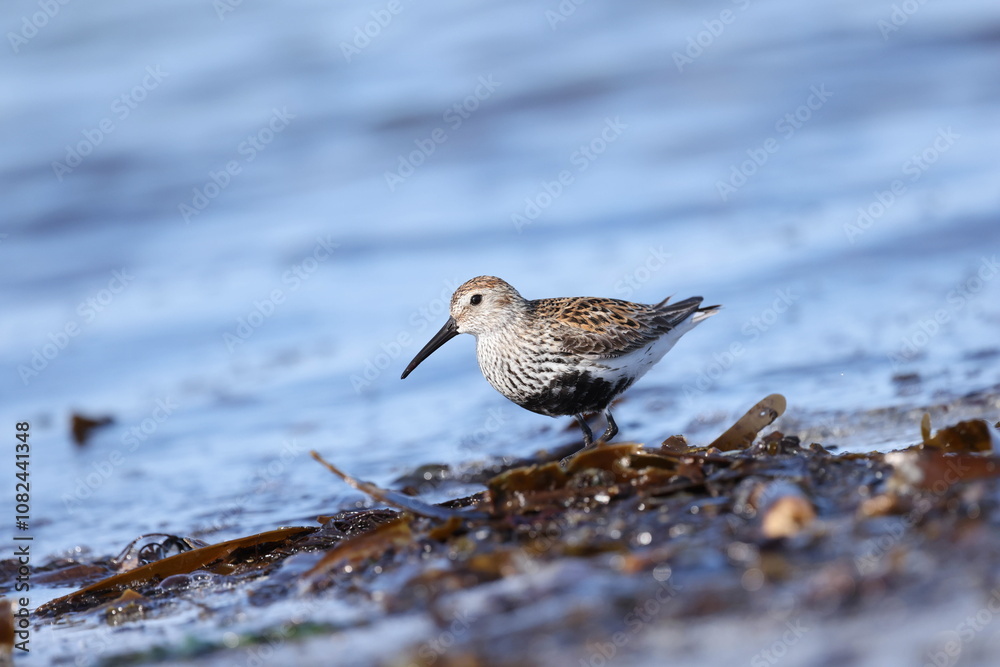 Dunlin in breeding plumage Dunlin in breeding plumage