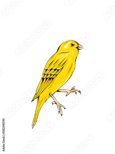 beautiful yellow canary bird
