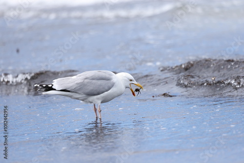 European herring gull catching prey