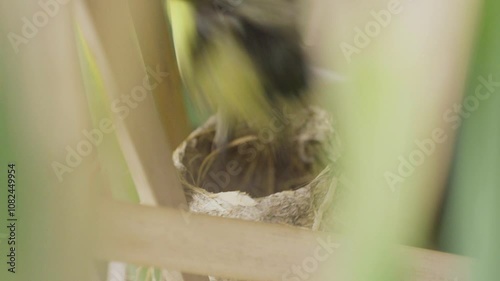 Hummingbird Feeding Its Young in Nest Hidden 7 colors Tachuris rubrigastra photo