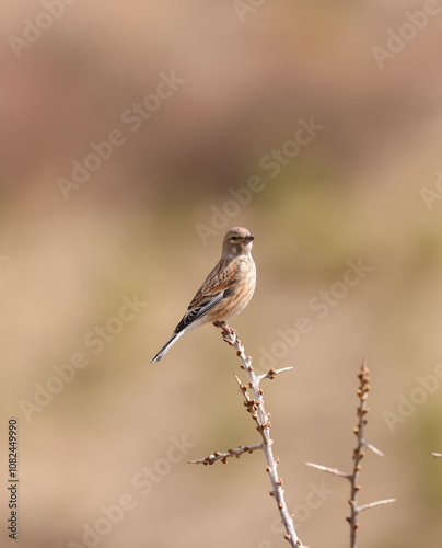 Common linnet