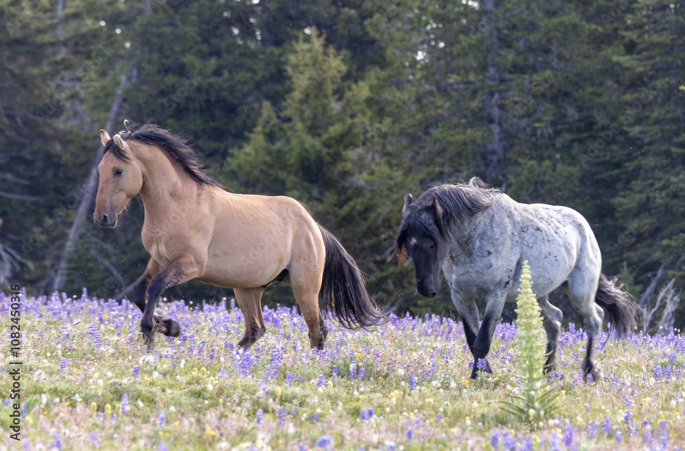Fototapeta premium Wild Horse Stallions in the Pryor Mountains Montana in Summer