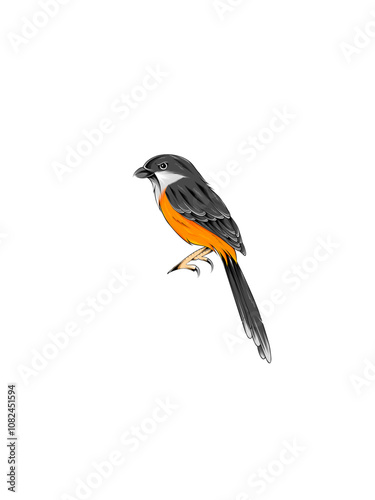 The beautiful Long-tailed Shrike or Rufous-backed Shrike