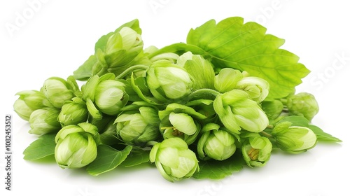 Wallpaper Mural Fresh Green Hops - a vibrant and natural visual. The green hops evoke a sense of freshness and vitality. Torontodigital.ca