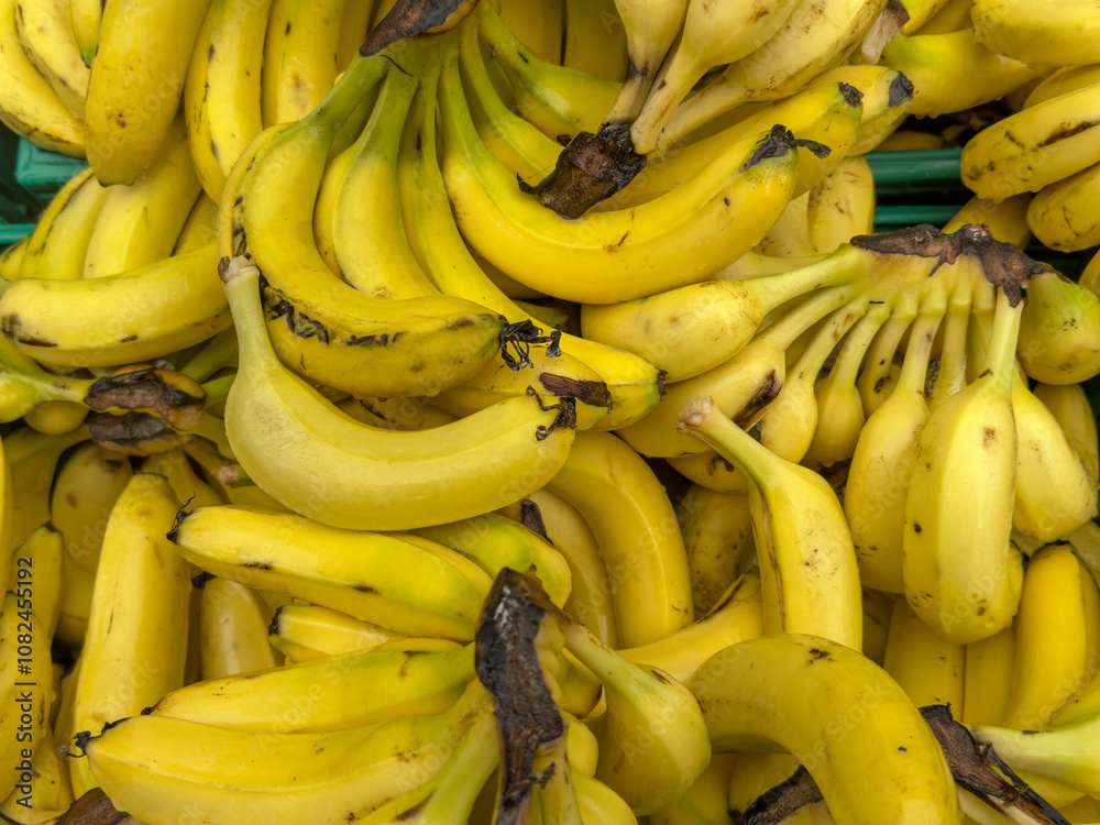 fruit background with bunch of ripe bananas