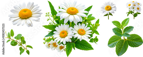 Chamomile Bouquet: A collection of delicate chamomile flowers and vibrant green leaves, perfect for adding a touch of nature's beauty to your designs.
