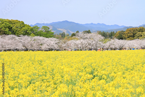 満開の菜の花畑と桜並木