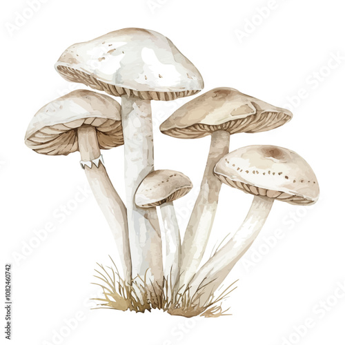 A watercolor illustration of a set of white mushrooms, isolated on a white background. White mushrooms vector.