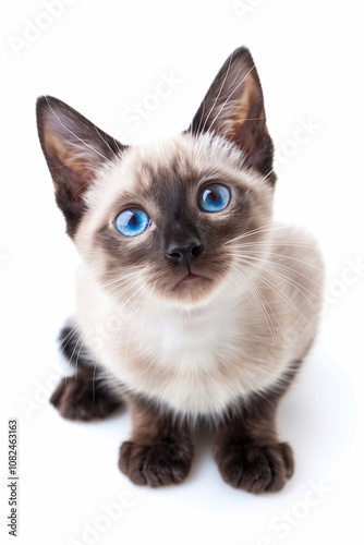 Siamese cat close up