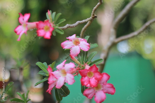 vibrant Adenium Obesum (Desert Rose) flowers blooming on a branch, contrasting beautifully against a green, blurred background