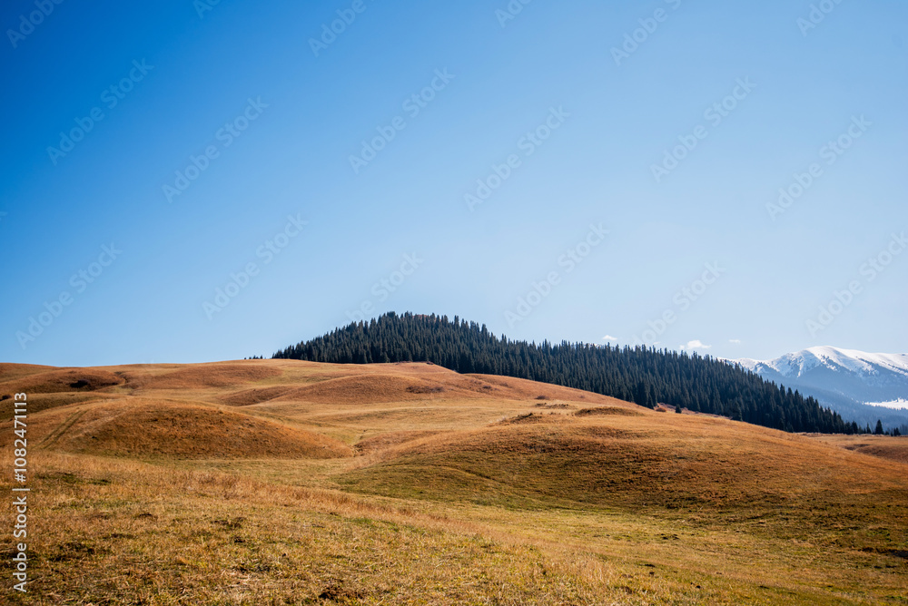 Obraz premium an expansive golden meadow with a dense evergreens, with a backdrop of distant snow-capped mountains under a vast clear blue sky, a striking contrast between the warm and cool tones of the landscape
