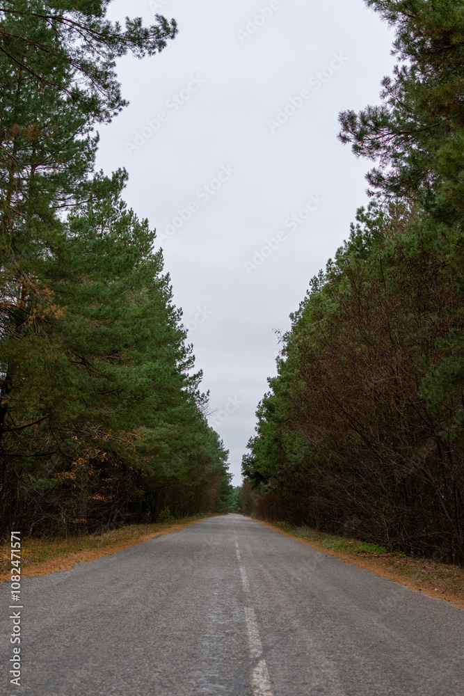 Fototapeta premium road in the forest