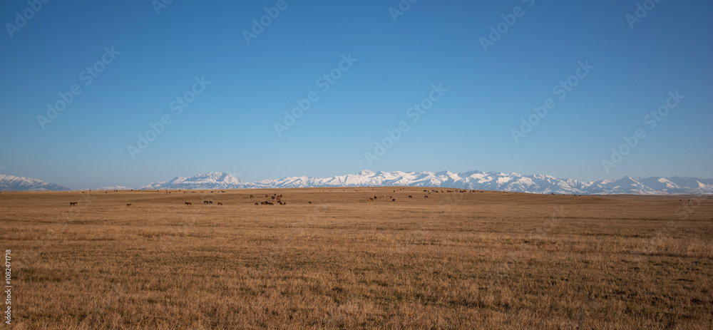 Fototapeta premium a pastoral scene with a herd of horses grazing on the vast golden steppe, set against a stunning backdrop of towering snow-capped mountains under a clear blue sky