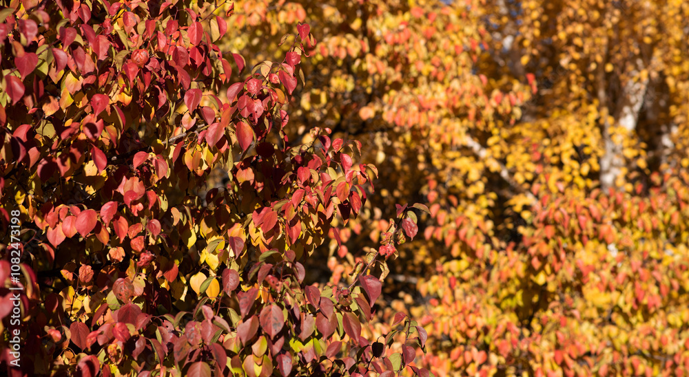 a vibrant display of autumn leaves, with a rich gradient from deep red to bright yellow, creating a warm, textured tapestry against the soft glow of the sunlight a vibrant display of autumn leaves, with a rich gradient from deep red to bright yellow, creating a warm, textured tapestry against the soft glow of the sunlight