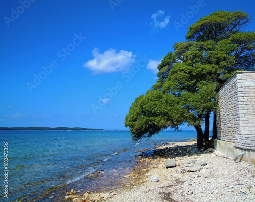 Baum am Meer