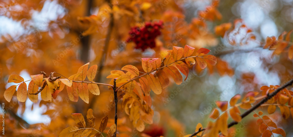 a vibrant autumn scene with clusters of bright red berries nestled among multicolored leaves, set against a backdrop of a rich tapestry of fall foliage a vibrant autumn scene with clusters of bright red berries nestled among multicolored leaves, set against a backdrop of a rich tapestry of fall foliage
