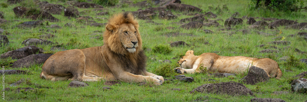 Panorama of two lions lying among rocks Panorama of two lions lying among rocks