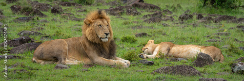 Panorama of two lions lying among rocks