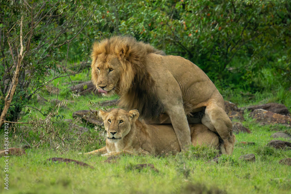 Male lion licks lips mating with lioness Male lion licks lips mating with lioness