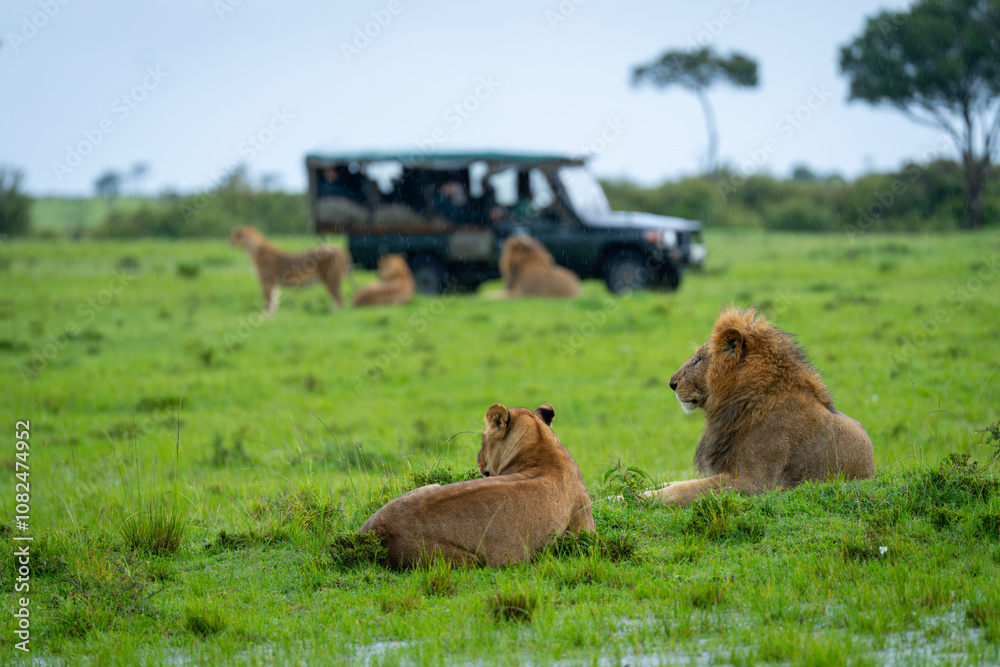 Male and female lions lying near vehicle Male and female lions lying near vehicle