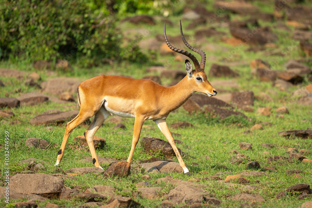 Male impala walks across rocks on hillside Male impala walks across rocks on hillside