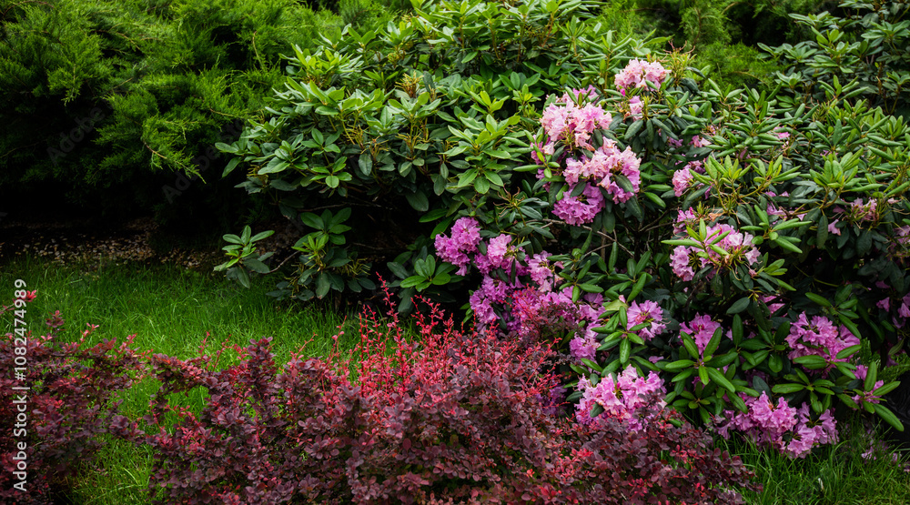 a lush garden scene with a vibrant variety of plants: a foreground of reddish-purple shrubs, a lawn of rich green grass, and flourishing rhododendrons with pink blossoms against dark green foliage a lush garden scene with a vibrant variety of plants: a foreground of reddish-purple shrubs, a lawn of rich green grass, and flourishing rhododendrons with pink blossoms against dark green foliage