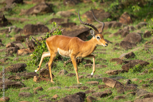 Male impala gallops across rocks on hillside