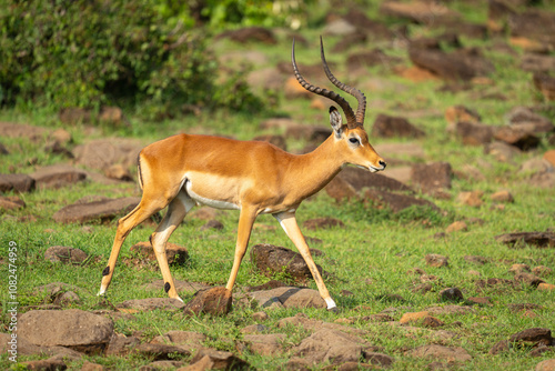 Male impala walks across rocks on hillside photo