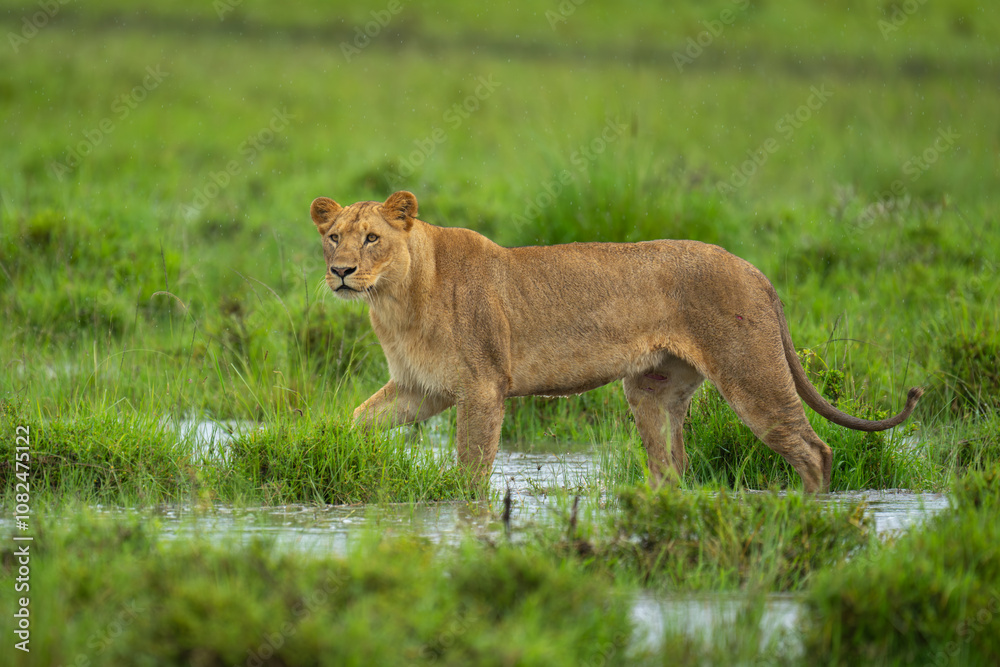 Obraz premium Lioness walks across flooded savannah in rain