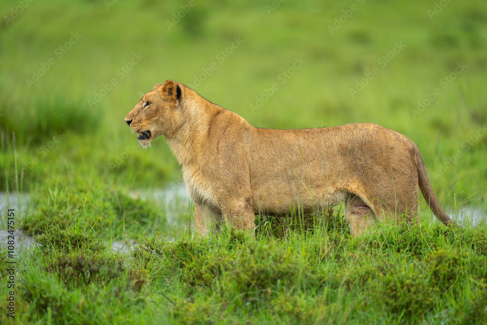 Naklejka premium Lioness stands watching butterfly on grassy floodplain