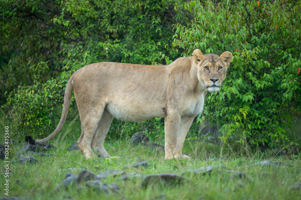 Lioness stands near leafy bushes watching camera Lioness stands near leafy bushes watching camera
