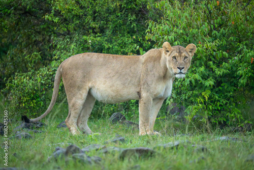 Lioness stands near leafy bushes watching camera