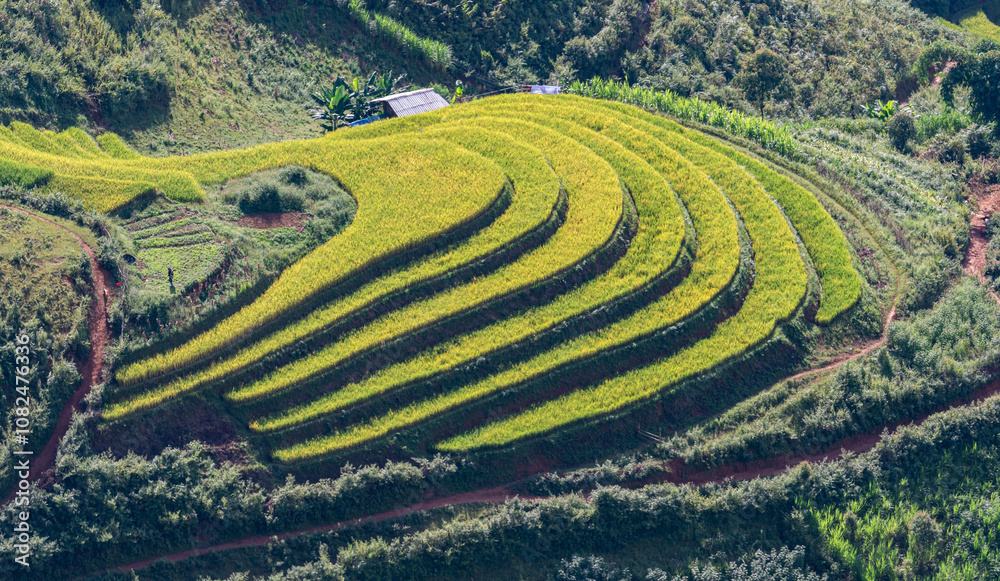 Golden ripe rice on terraced fields, Mu Cang Chai, Yen Bai, Vietnam and the harvest season has also begun. Photo taken in Yen Bai, Vietnam in October 2022 Golden ripe rice on terraced fields, Mu Cang Chai, Yen Bai, Vietnam and the harvest season has also begun. Photo taken in Yen Bai, Vietnam in October 2022